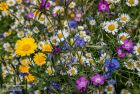 Wildcare Bee & Butterfly Wildflower Mix