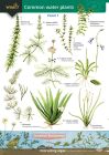 FSC Common Water Plants