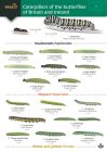 FSC Caterpillars & Butterflies