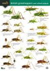 FSC British Grasshoppers & Allied Insects