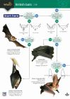 FSC Guide to British Bats