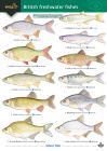 FSC British Freshwater Fishes