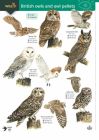 FSC Guide to British Owls & Owl Pellets