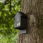Cavity Bat Box