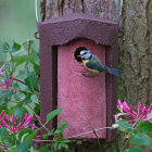 Schwegler 1B Bird Box - 32mm hole