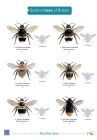 FSC Guide to the Bees of Britain