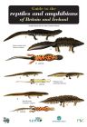 FSC Guide to Reptiles & Amphibians of Britain