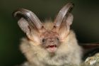 Bat DNA Collection Kit
