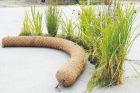 Coir Log Roll 3m x 300mm | Pre-Planted, Water Vole Mix