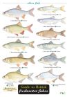 FSC British Freshwater Fishes