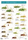 FSC British Grasshoppers & Allied Insects