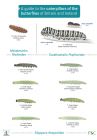 FSC Caterpillars & Butterflies