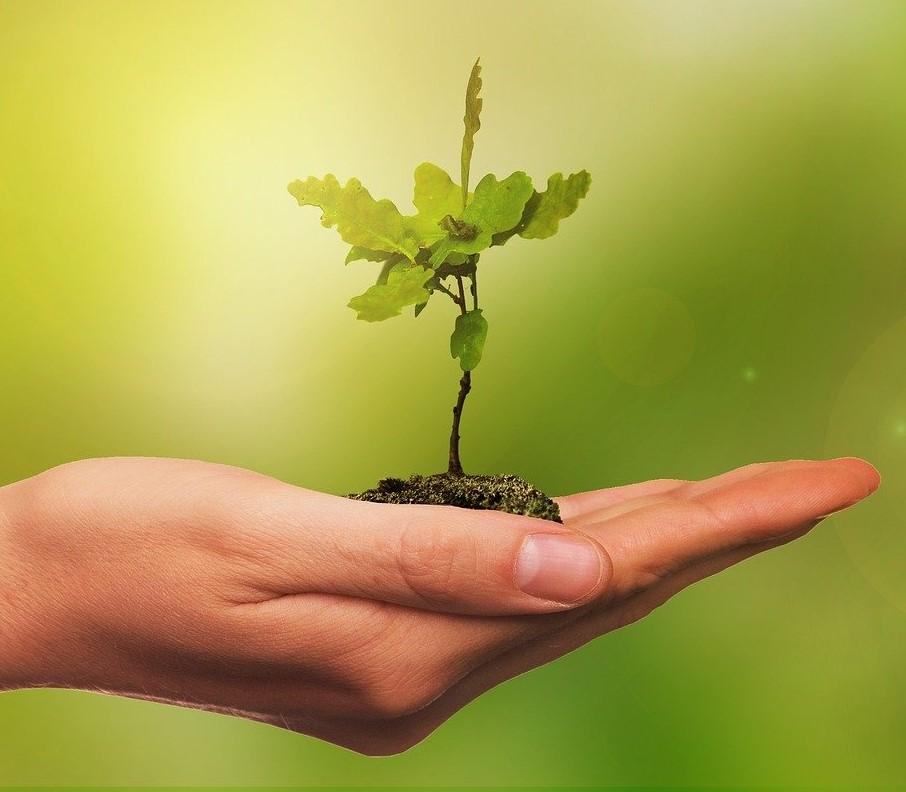 Professional Voices: Standing out in the market as a budding ecologist