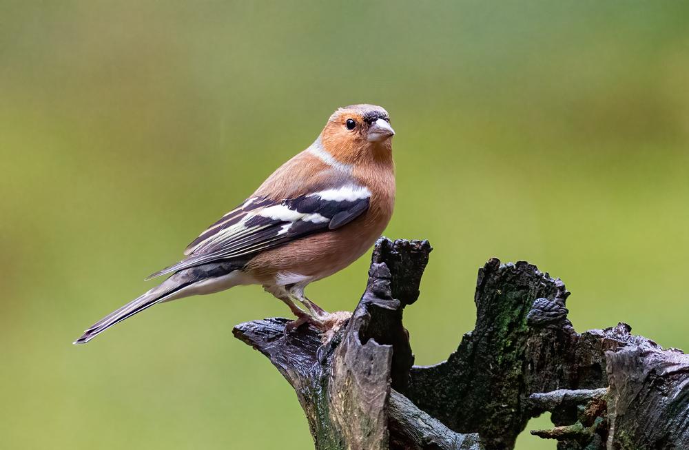 Choosing Bird Nest Boxes