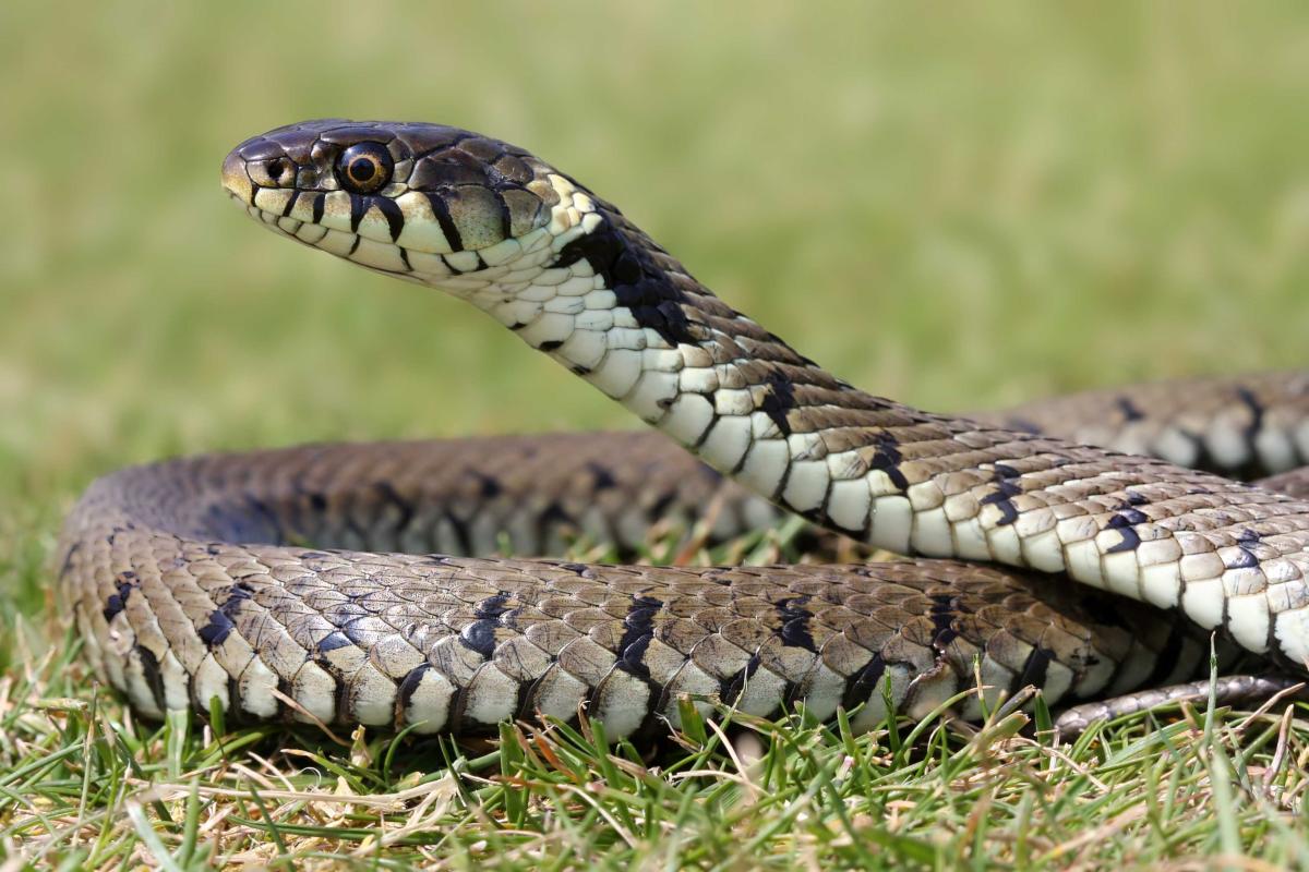 Reptile Disease Precautions: A Guide for UK Fieldworkers