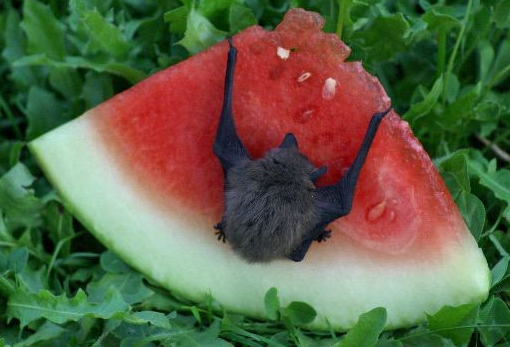 Our top Heterodyne Bat Detectors and their applications