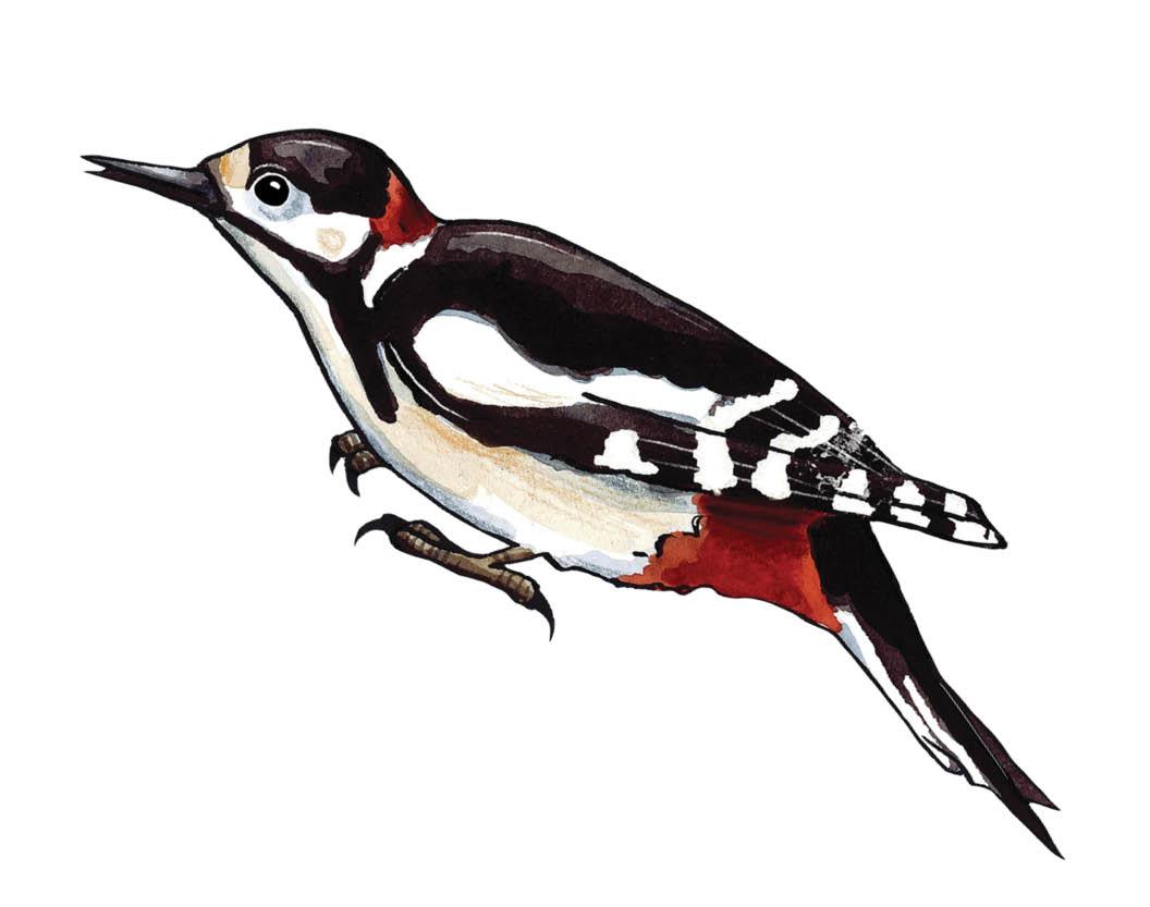 Species of the Month: Great Spotted Woodpecker