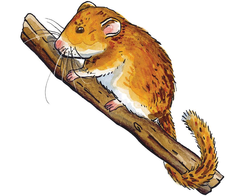 Species of the Month: Hazel Dormouse
