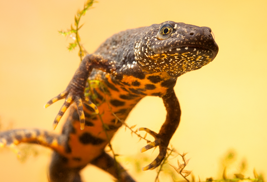 It's all in the ACGT - eDNA