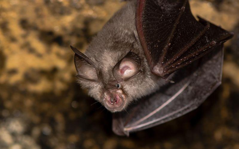 The Wildcare Guide to Bats – Greater Horseshoe Bat