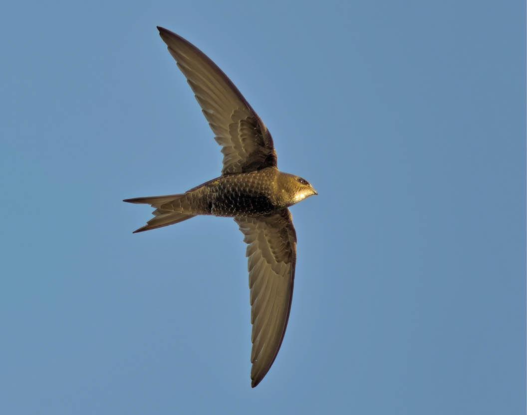 A Budding Ecologists Guide: Bird Surveys