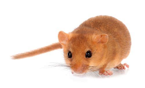 The Dormouse & Conservation