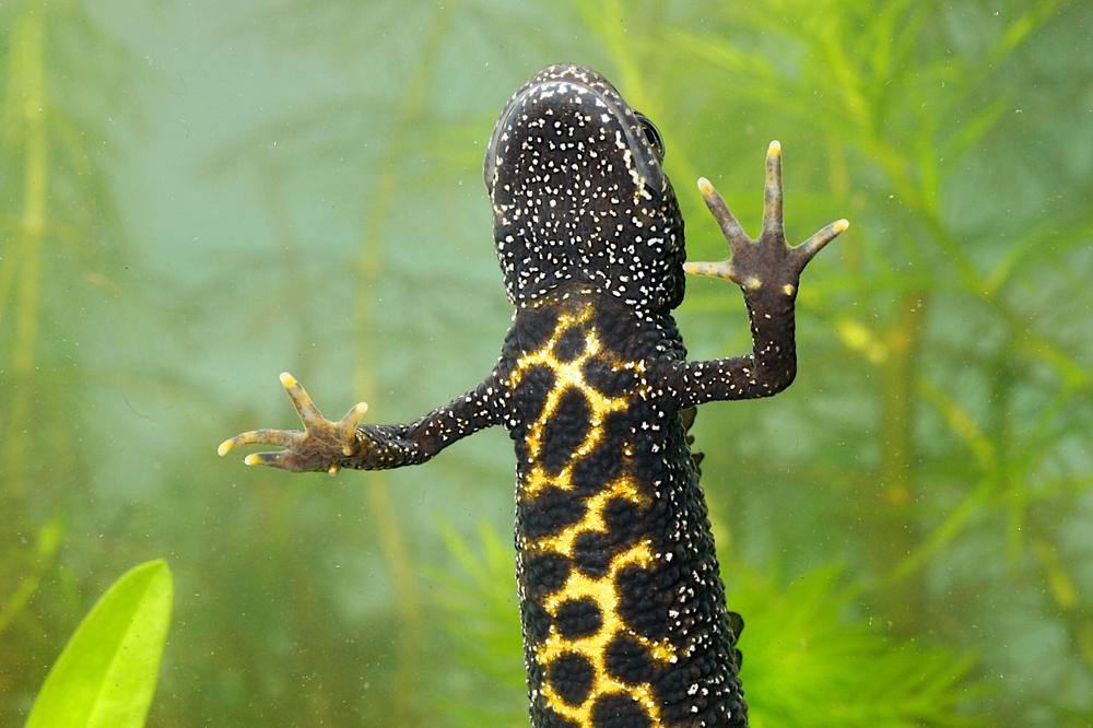 Great Crested Newt survey techniques and methods | Wildcare
