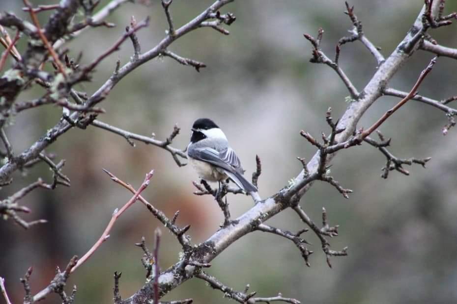 Birdsong - living alongside nature