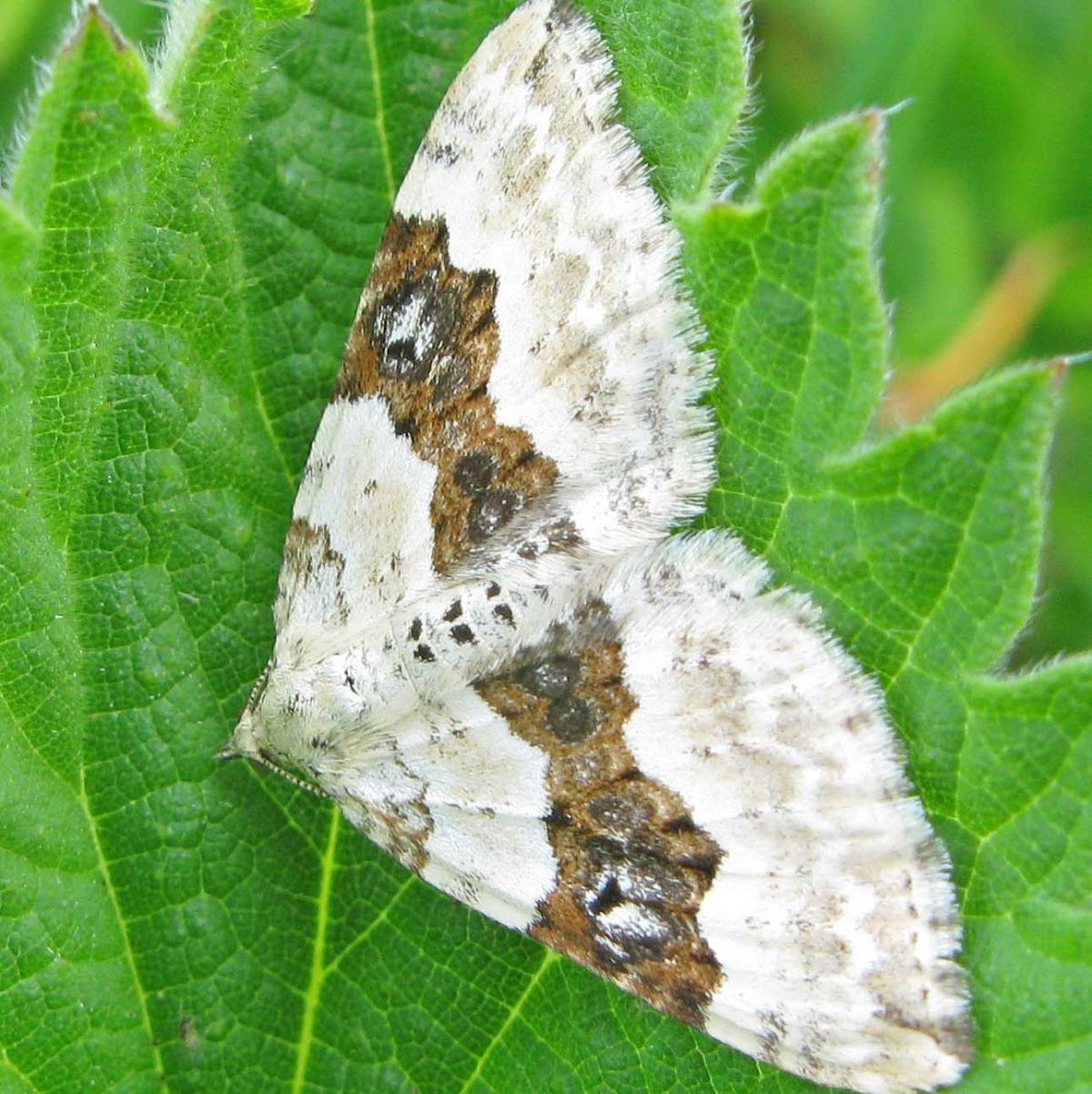 40 Year Moth Study