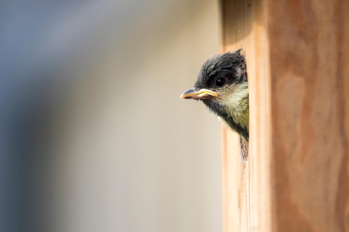 Celebrate National Nest Box Week 2024 with us!