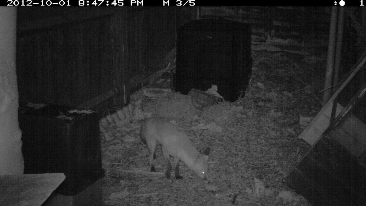 Trail Cameras - Our top tips and a look at the range