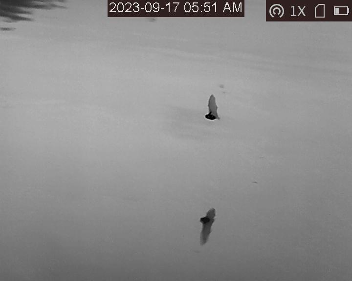Our Top 5 Thermal Imagers for Bat Surveys