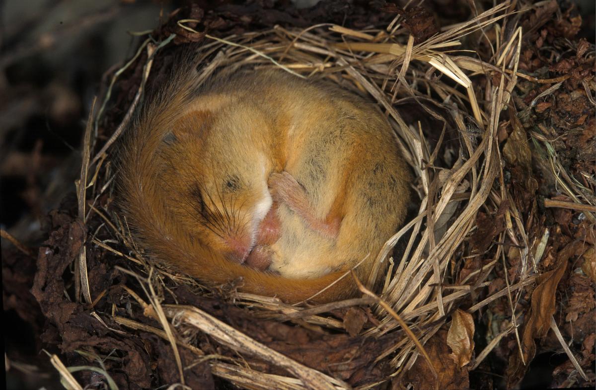 Dormouse Surveying