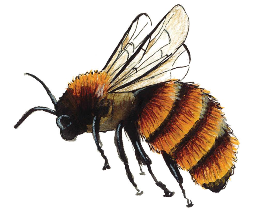 Species of the Month: Tawny Mining Bee