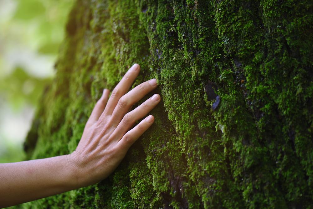 An Ecologists Guide to Mental Health