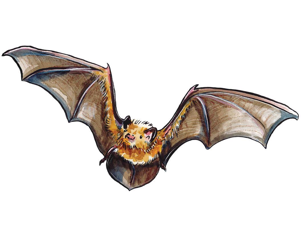 Species of the Month: Common Noctule