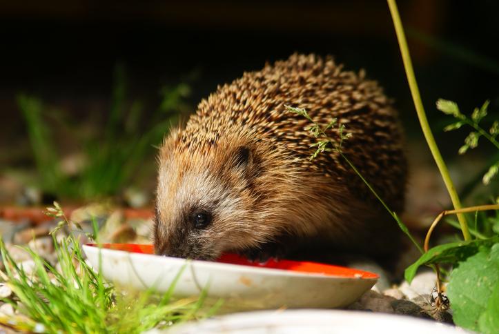 How to reverse the population decline of our beloved hedgehogs
