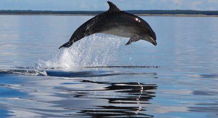 WDC - Whale and Dolphin Conservation