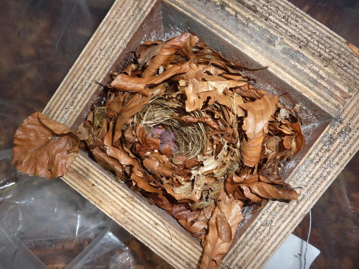 Top Tips for Dormouse Surveying