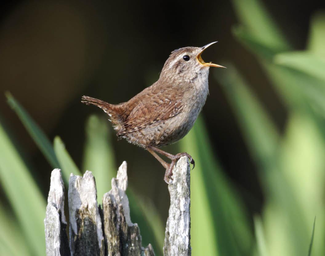 Our Top 5 Acoustic Recorders for Bird Surveys