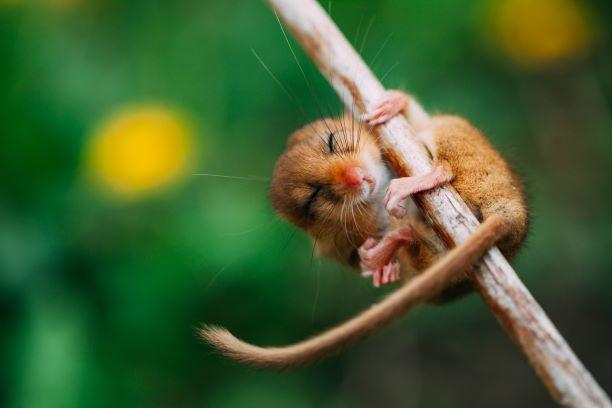 Warmth on the frosty days - Dormice