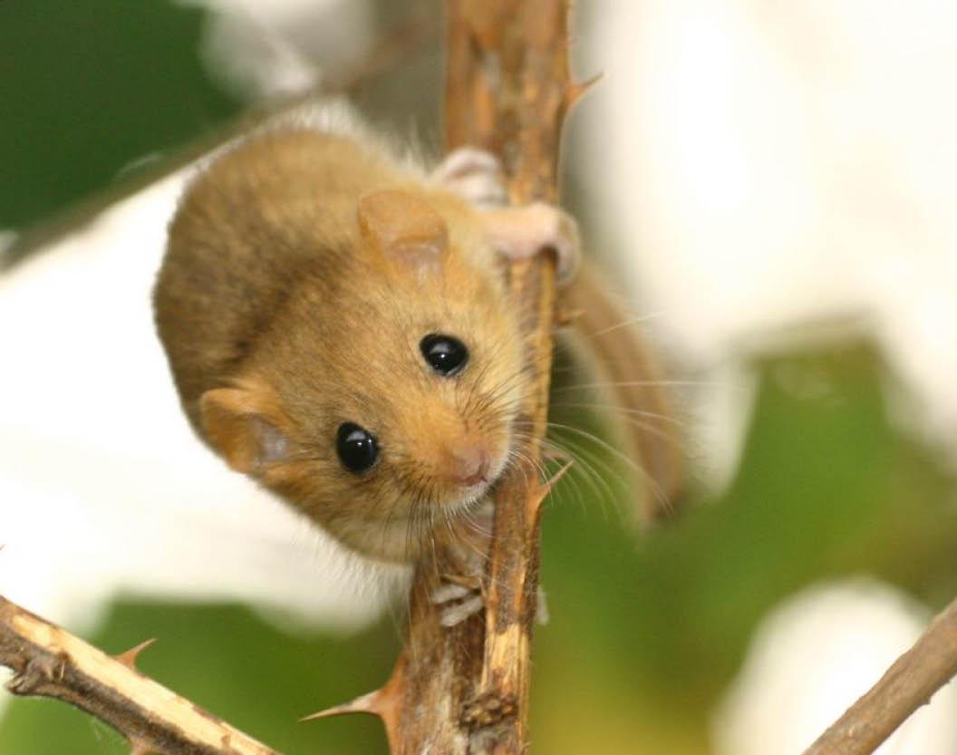 Surveying for Dormice using Footprint Tracking Tunnels