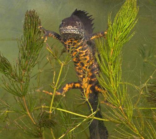 Using eDNA to sample for great crested newts