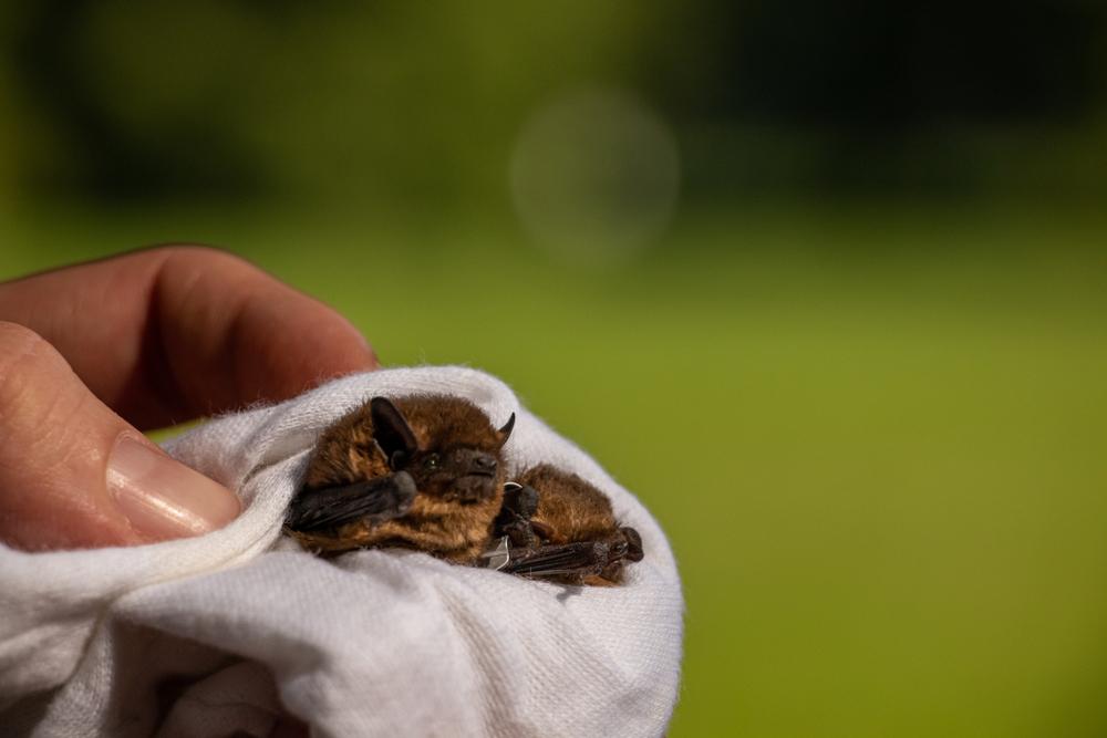 Bat Working - Keeping you safe