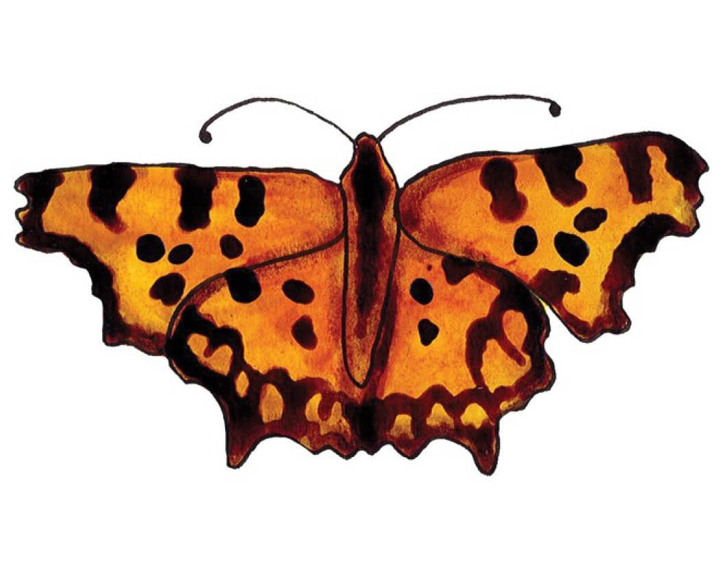Species of the Month: Comma