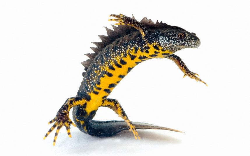 British Great Crested Newts