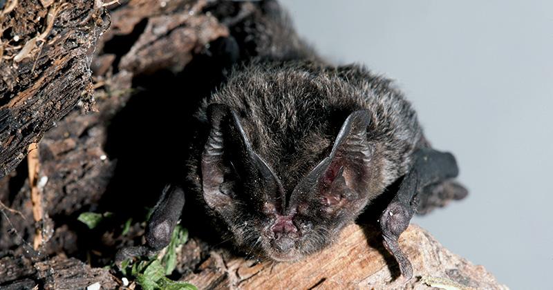 The Wildcare Guide to Bats – The Barbastelle