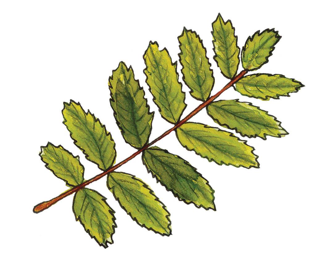 Species of the Month: Rowan