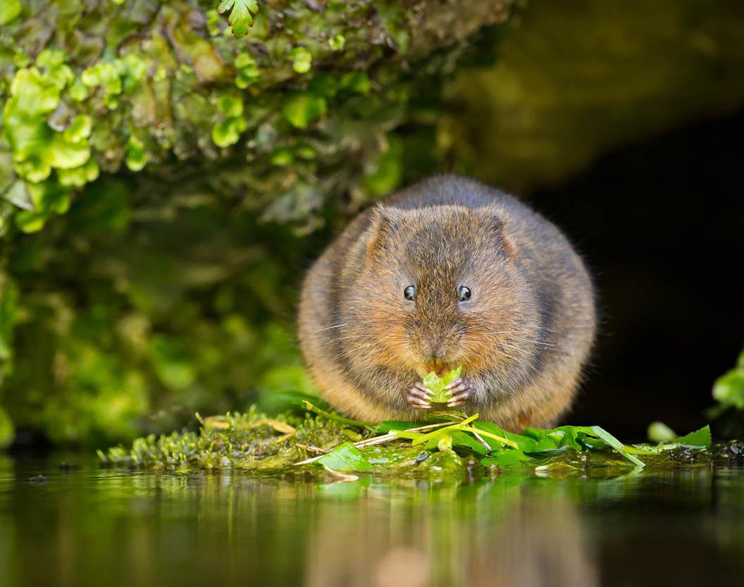 A Budding Ecologists Guide: Water Voles