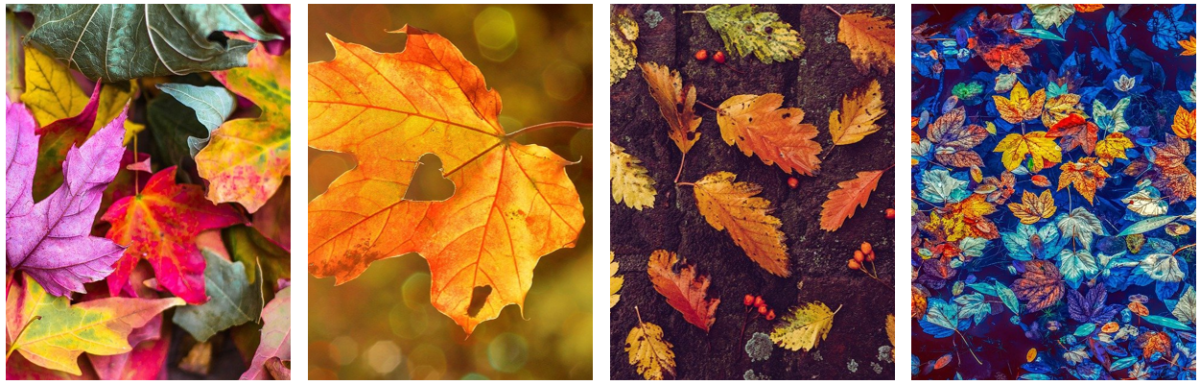 National Tree Week! Leafy Celebrations